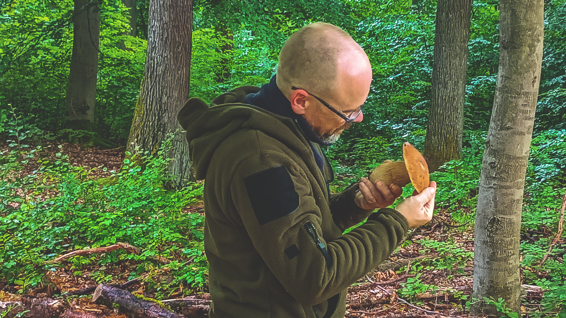 Pilzexperte in Hann. Münden