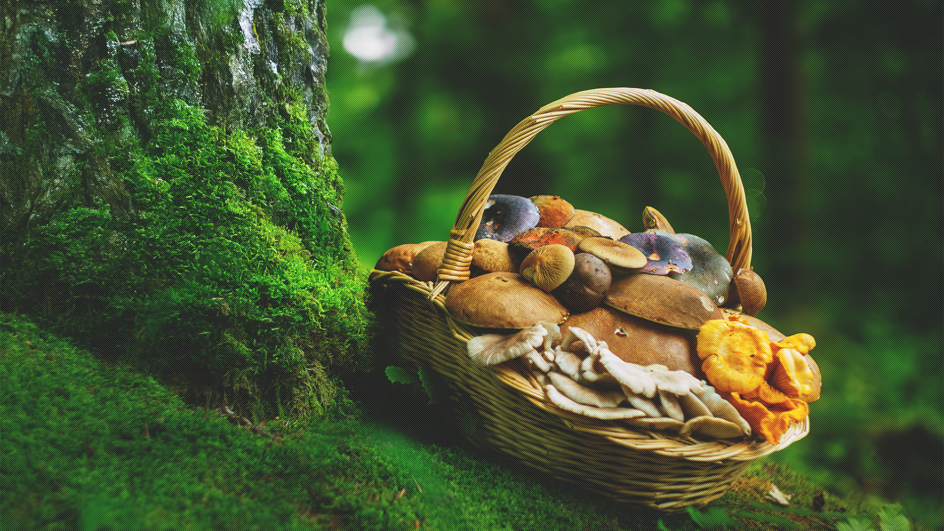 Pilzexperte aus Hann. Münden erklärt