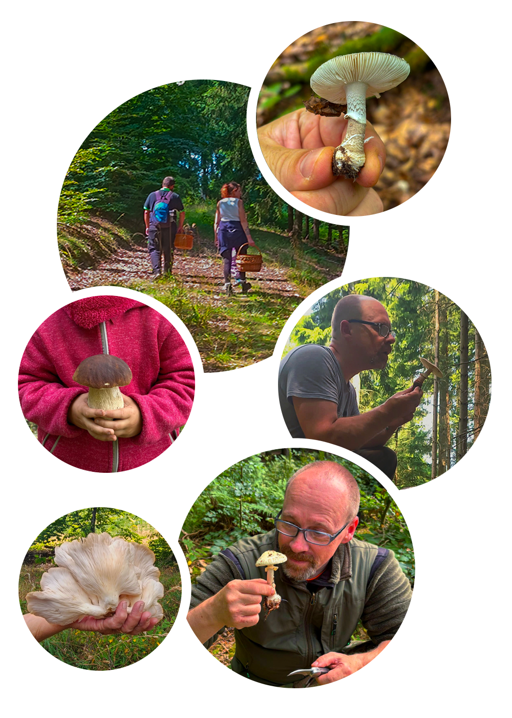 Pilze sammeln und sicher bestimmen in Hann. Münden: Tipps vom Pilzexperten um Steinpilze, Pfifferlinge & Co. von giftigen Doppelgängern zu unterscheiden